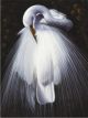 Fan Egret | 40