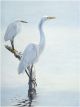 Feathered Friends | 40