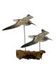 Gliding Sandpipers