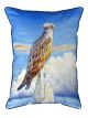 Osprey Perched | 16