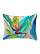 Bird of Paradise | 16