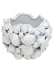 White Shells Vase