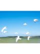 Flock of Seagulls | 50