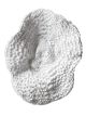 White Coral Wall Decor