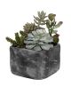 Desert Succulents